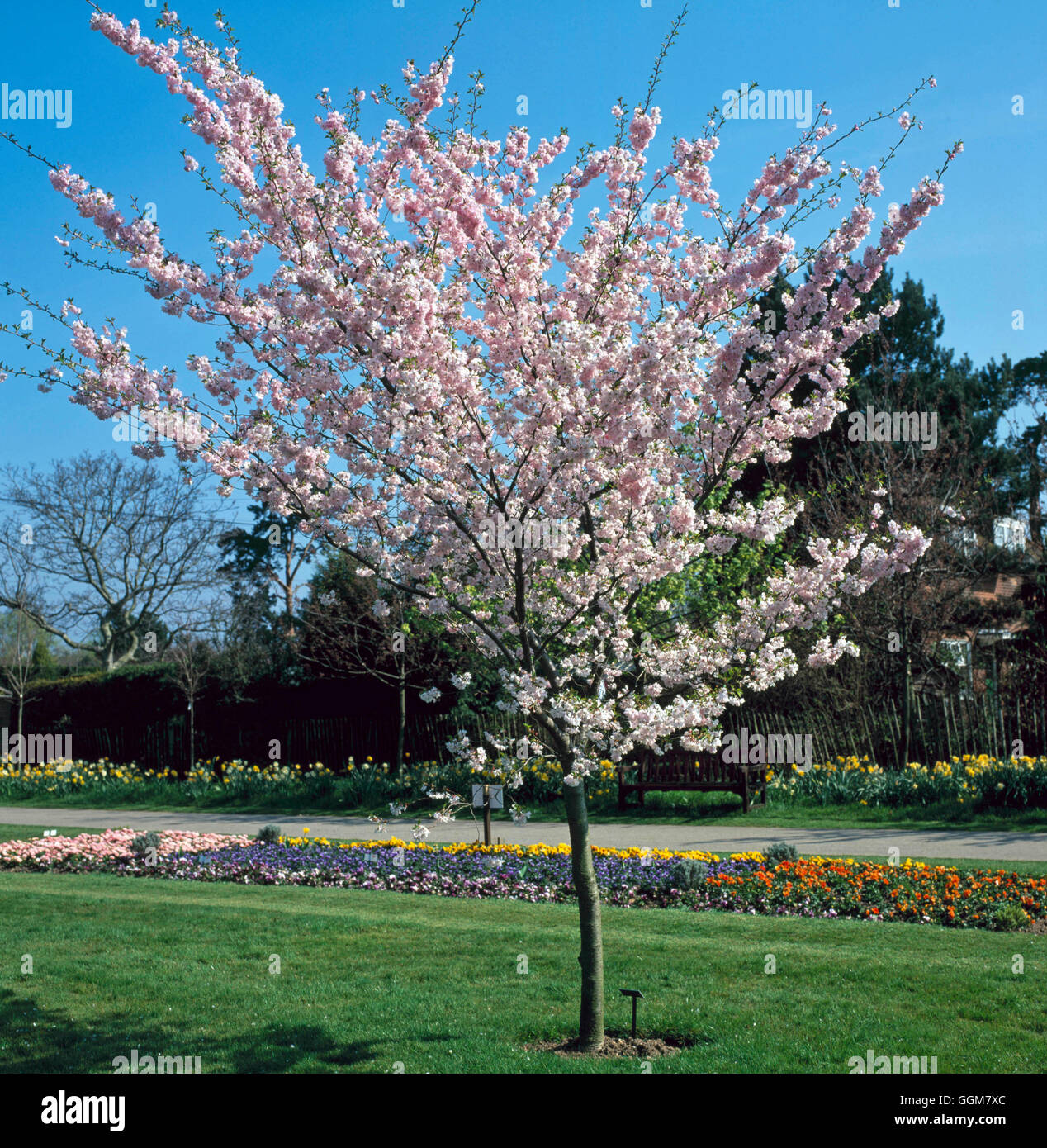 Prunus - `Accolade' AGM (Please credit: Photos Hort/Capel Manor)   TRS061252     Photos Horticultura Stock Photo